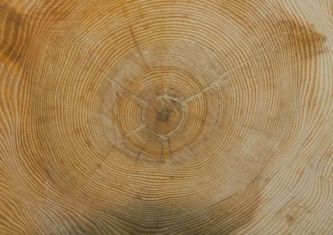 年輪の背景画像